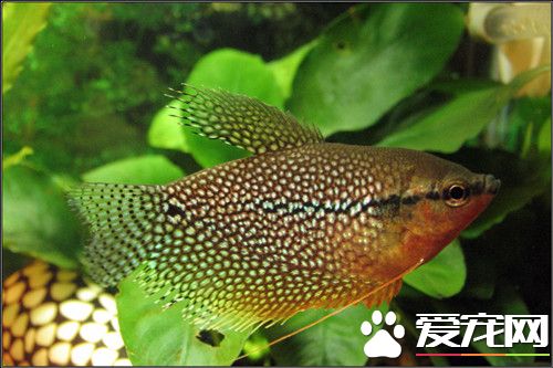 珍珠马甲怎么分公母 雄鱼背鳍腹鳍均长而飘逸