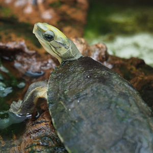 潘氏闭壳龟图片