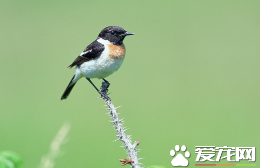 怎么训鸟 5点训练鸟儿不乱飞还记得回笼