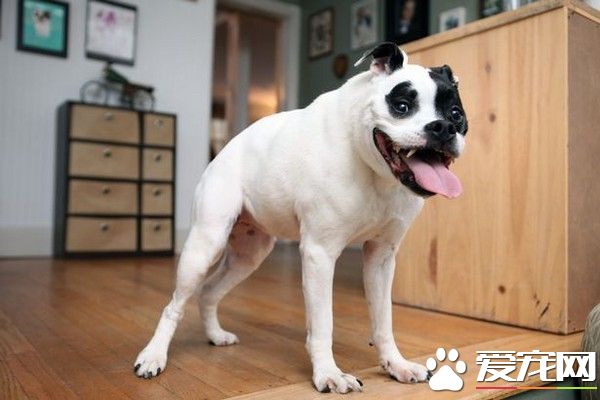主人甘愿为它丢饭碗　罕见驼背比特犬