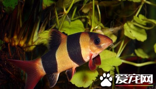 三间鼠能长多大 水族箱内的仅有10余厘米