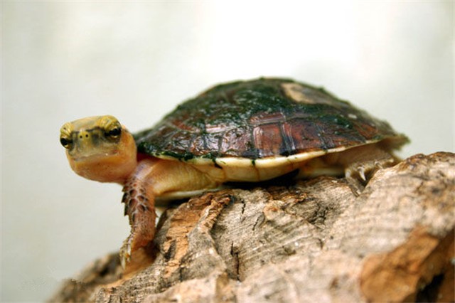 百色闭壳龟
