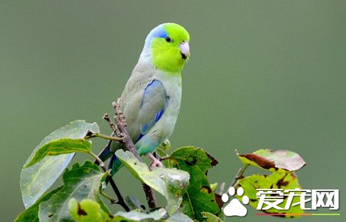 太平洋鹦哥的饲养 对环境和温差比较敏感