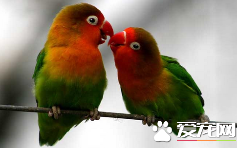 鹦鹉为什么会学舌 鹦鹉选择配偶或盟友的依据之一