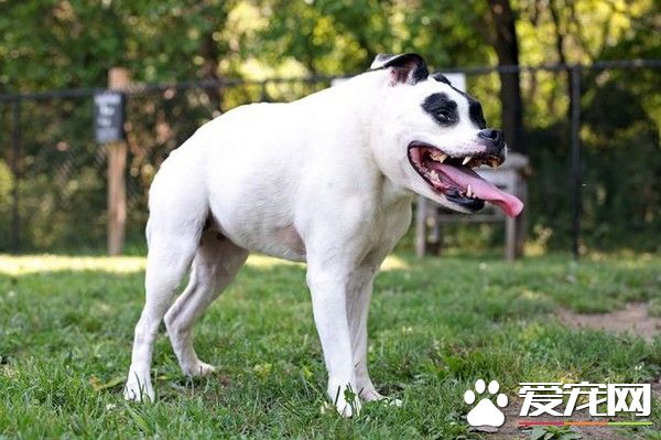 主人甘愿为它丢饭碗　罕见驼背比特犬