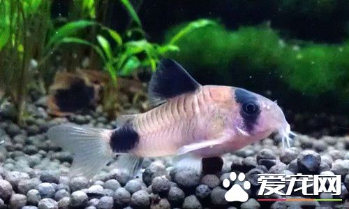 熊猫鼠繁殖 3天左右小鱼将孵化出来