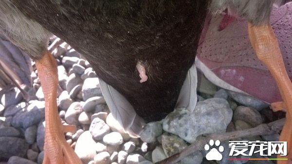 鸟怎么交配 对于绝大部分的鸟类是快枪手