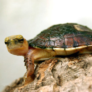 百色闭壳龟图片