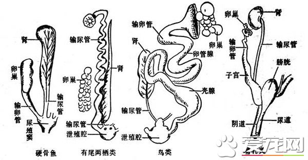 鸟怎么交配 对于绝大部分的鸟类是快枪手