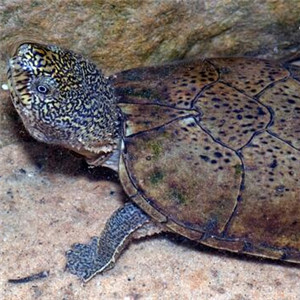 平背麝香龟图片