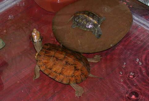 QQ截图20160819165827