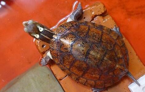 QQ截图20160819165839