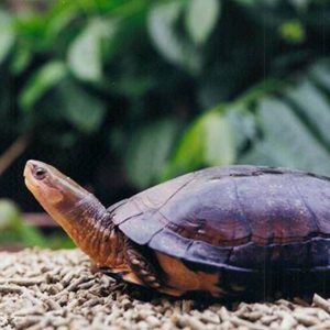 周氏闭壳龟图片