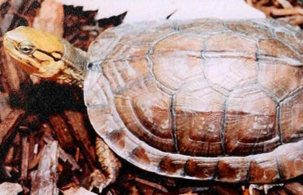 QQ截图20160819174531