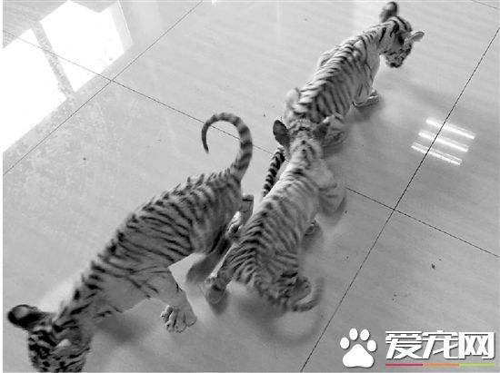 商务车里装波斯猫 警察一查竟是三只小白虎
