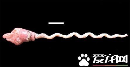 鸟怎么交配 对于绝大部分的鸟类是快枪手