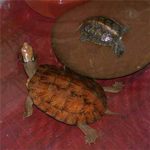 拟眼斑水龟图片