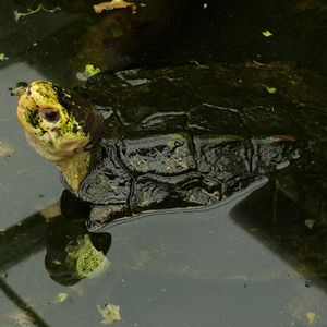 苏拉威西白头龟图片