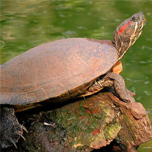 南美蛇颈龟图片