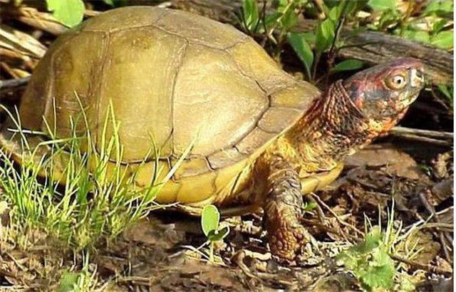 沼泽箱龟