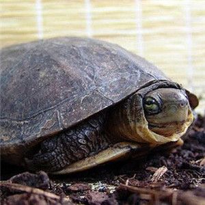 艾氏拟水龟图片