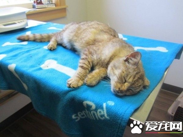 暴风雪失踪猫咪 19个月后自己回到家