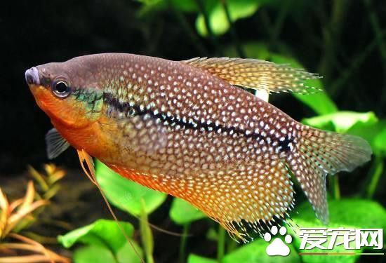 珍珠马甲鱼温度 最适宜生长温度是24~28℃