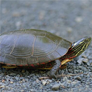 东部锦龟图片