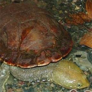 巴西蛇颈龟图片