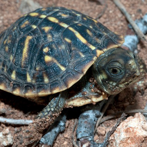 北部锦箱龟图片