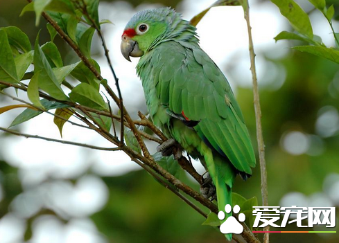 鹦鹉怎样饲养 详解最正确的宠物鹦鹉饲养方法