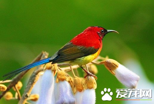 鸟拉肚子怎么办 从粪便颜色来观察鸟儿是否健康
