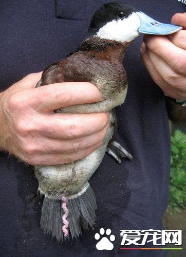 鸟怎么交配 对于绝大部分的鸟类是快枪手