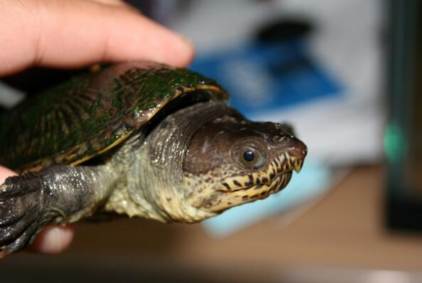 QQ截图20160819170239