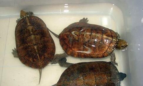 QQ截图20160819165905