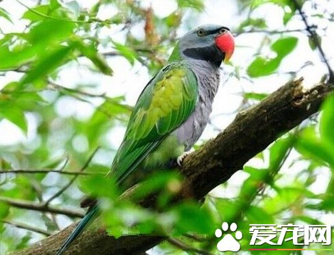 鹦鹉属于什么动物 是鸟纲中的鹦形目中的一个科