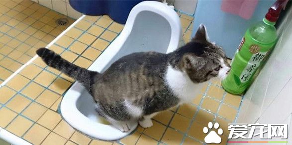 没人教猫咪自己到马桶嘘嘘 还懂在门口排队
