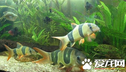 三间鼠鱼寿命 一般的寿命在15年到20年左右