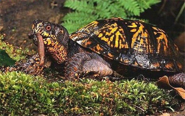 沼泽箱龟