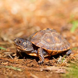 卡罗莱纳箱龟图片