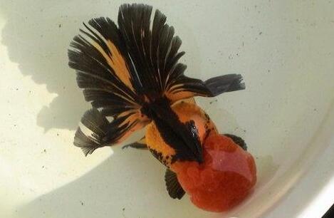 QQ截图20160802173431