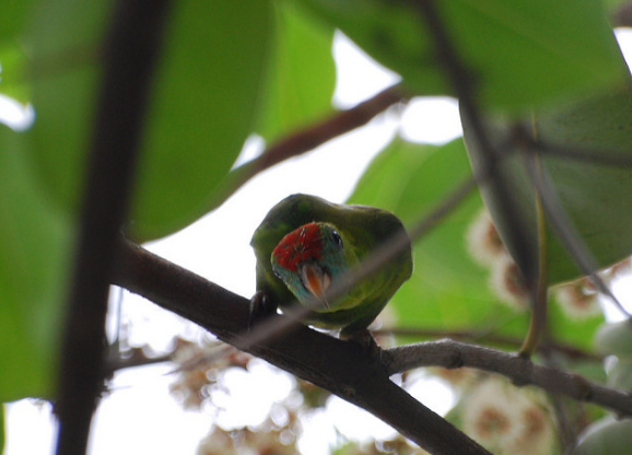 菲律宾悬吊鹦鹉