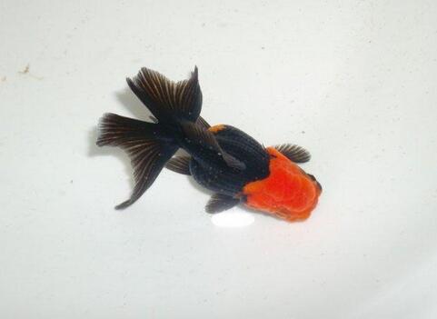 QQ截图20160802173458