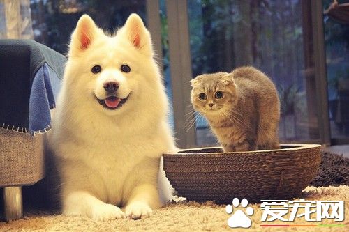 3.网红宠物鼻祖妞妞和端午