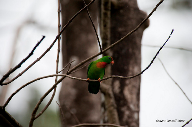 菲律宾悬吊鹦鹉