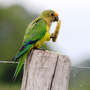 桃额锥尾鹦鹉图片