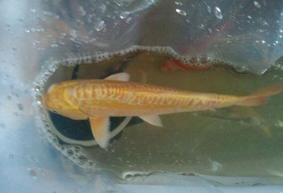 QQ截图20160802162943