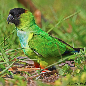 南达锥尾鹦鹉图片