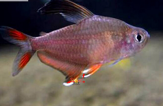 QQ截图20160802174523