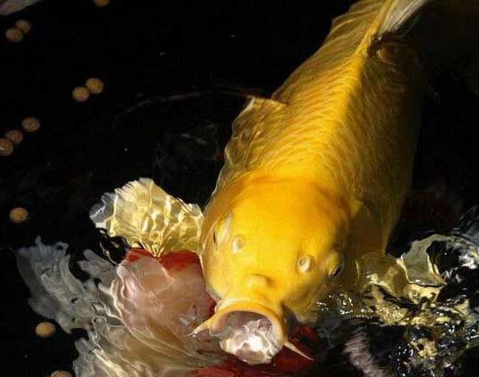 QQ截图20160802162738